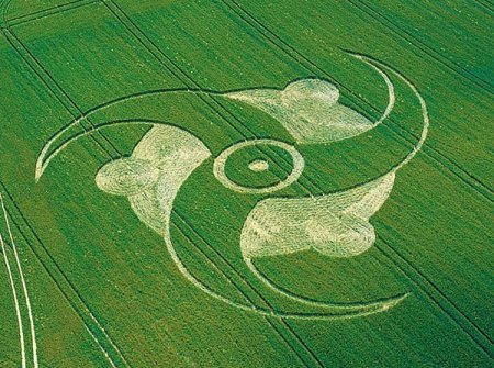 Поле рисунок