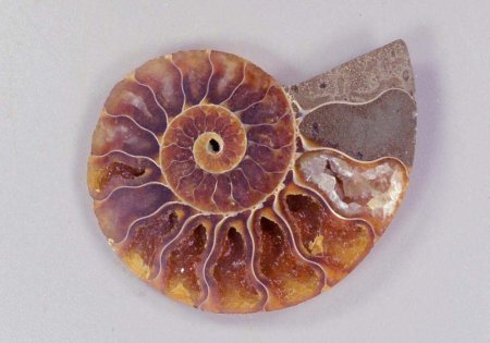 Аммонит, полированный срез