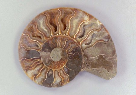 Аммониты Путорана