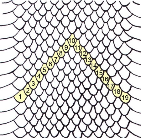 Screentone чешуя