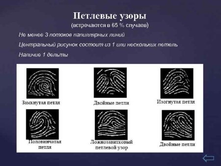 Петлевой узор папиллярных линий