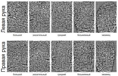 Тип папиллярного узора отпечатка пальца