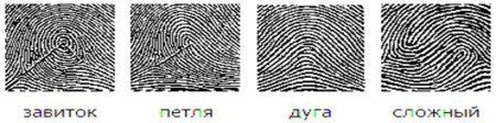 Папиллярные узоры на отпечатках пальцев