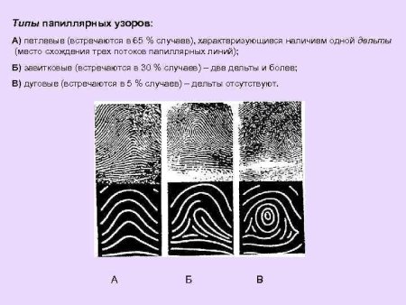 Дуговой папиллярный узор Дельта