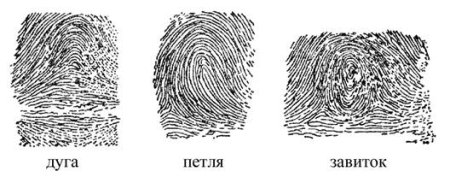 Отпечаток пальца дуговой и петлевой