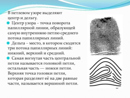 Строение дельты папиллярного узора