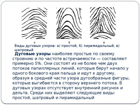 Папиллярные линии типы дуговых