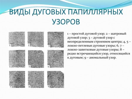 Виды дуговых папиллярных узоров криминалистика