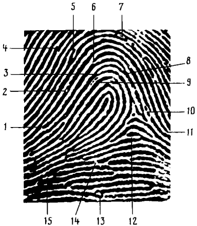 Детали строения папиллярных узоров на пальце руки