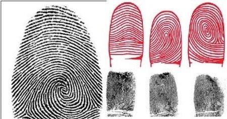 Папиллярные узоры на пальцах криминалистика