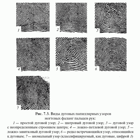 Дактилоскопия типы папиллярного узора