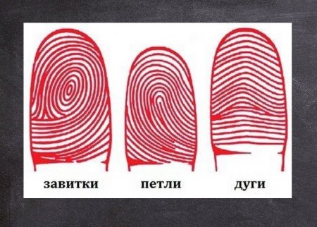 Отпечатки пальцев дуги петли завитки