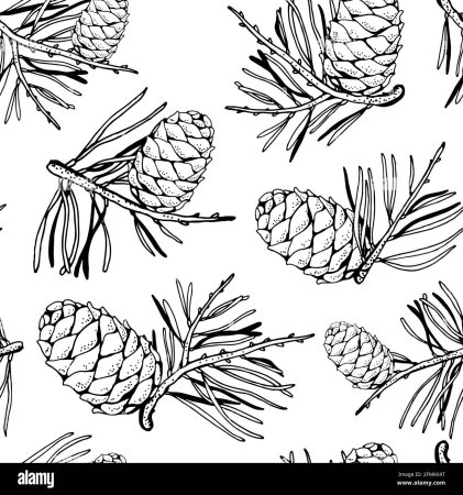 Шишка на ветке контурный рисунок