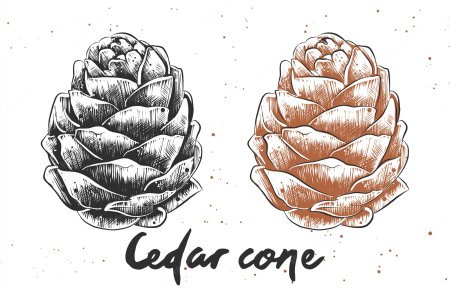 Шишка силуэт