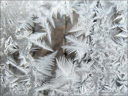 Дендриты и трихиты