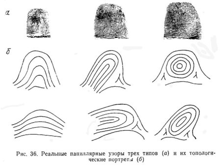 Тип папиллярного узора отпечатка пальца