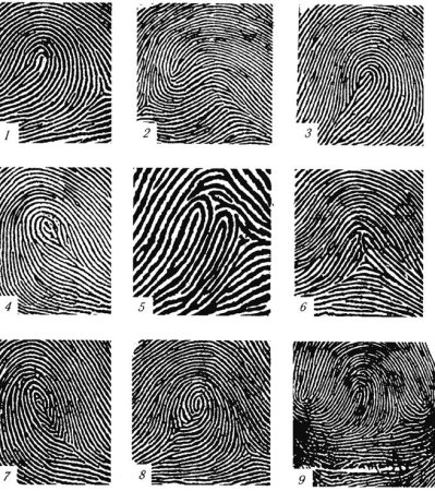 Типы папиллярных узоров пальцев рук криминалистика