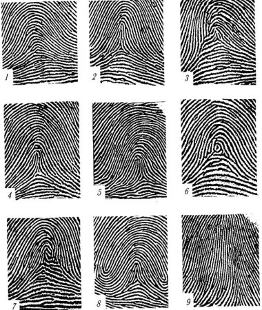 Дуговой петлевой папиллярные узоры