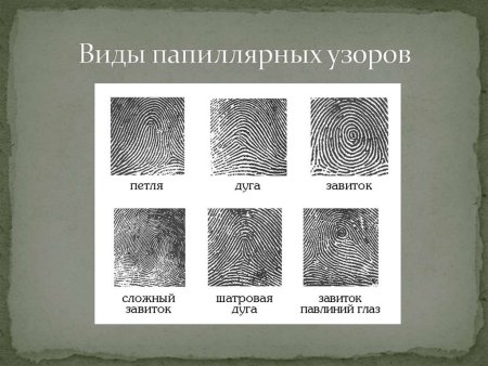 Типы папиллярных узоров в криминалистике