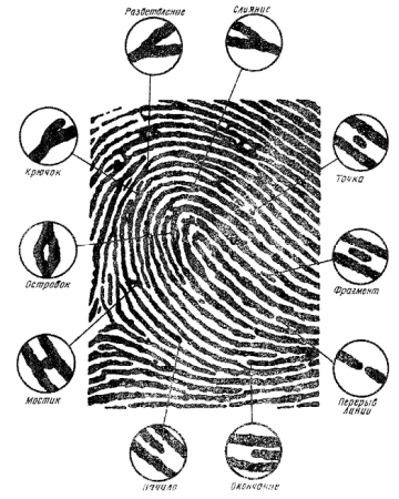 Папиллярные линии это в криминалистике
