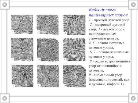 Дуговой Тип папиллярных узоров