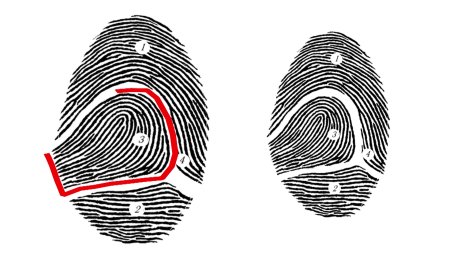 Папиллярные узоры