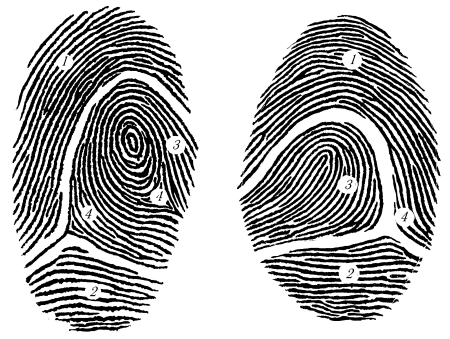 Элементы строения папиллярного узора