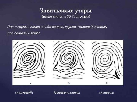 Строение дельты папиллярного узора
