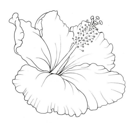 Контуры животных