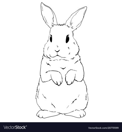 Зарисовка карандаш кролик контур