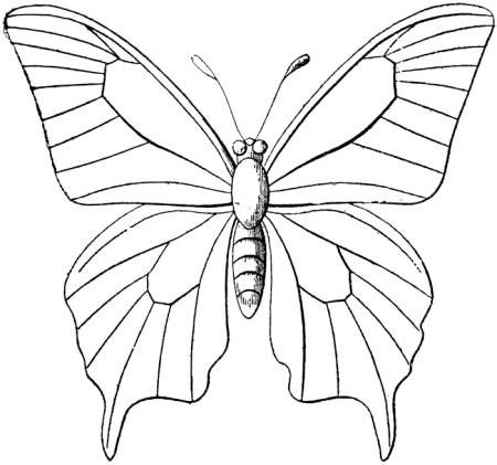 Трафарет бабочки для рисования