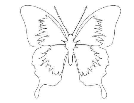 Трафареты бабочки