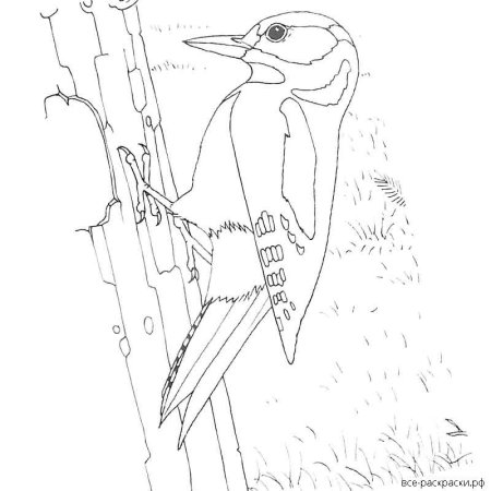 Контур птицы дятел