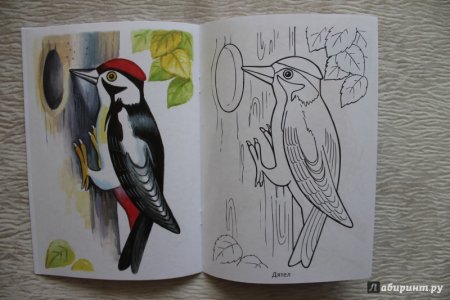 Раскраски зимующие дятел