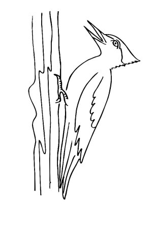 Дятел контур