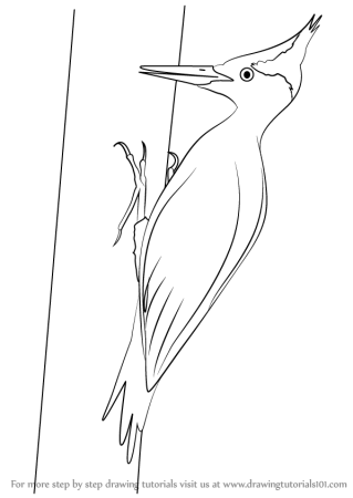 Дятел раскраска