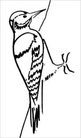 Силуэт дятла для вырезания из бумаги