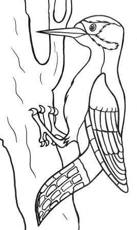 Дятел для срисовывания