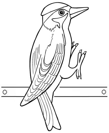 Скребицкий маленький Лесовод