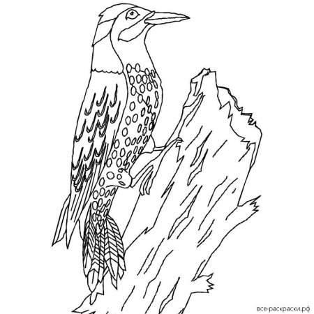 Дятел раскраска для детей