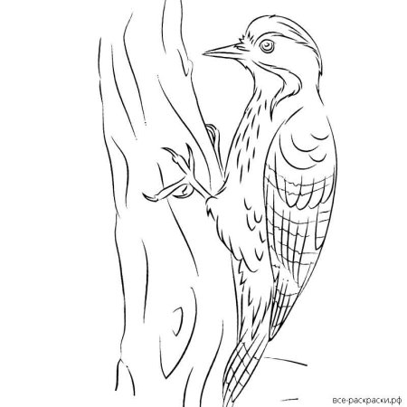 Дятел рисунок