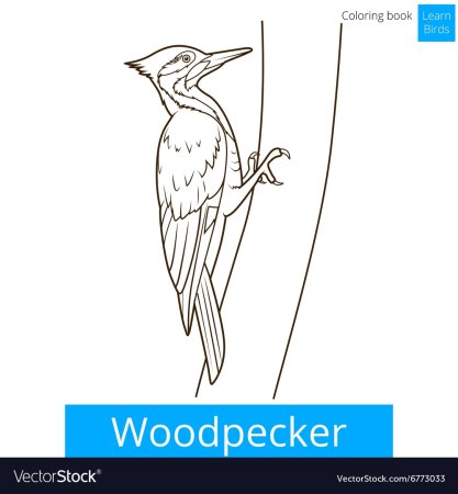 Раскраска птицы дятел