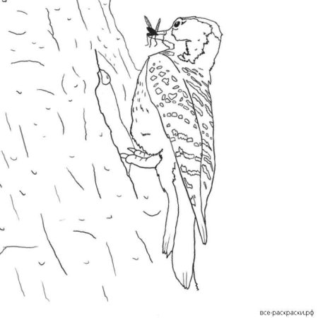 Разукрашка зимующие птицы дятел