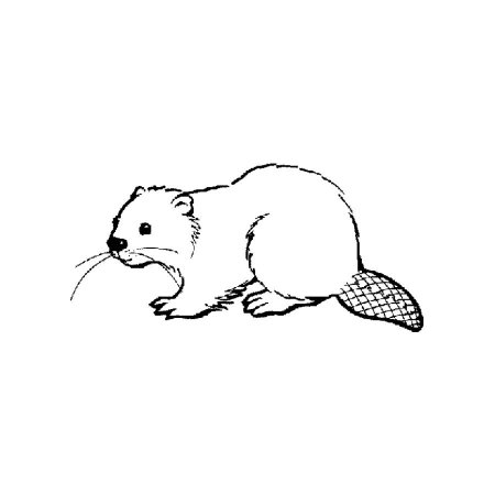 Рисунок маленького бобра