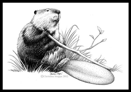 Бобр Графика