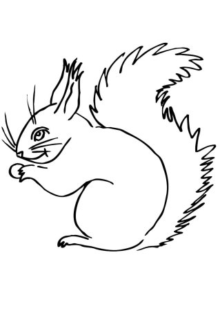 Белка раскраска для детей