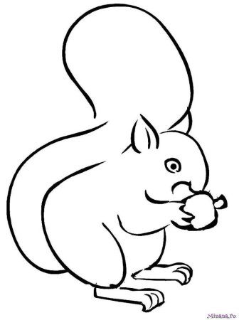 Белка контур