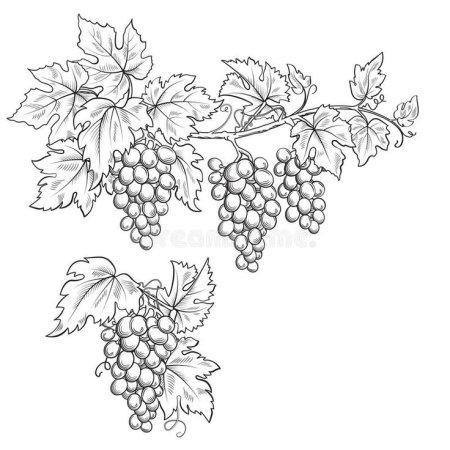 Виноград черно белый рисунок