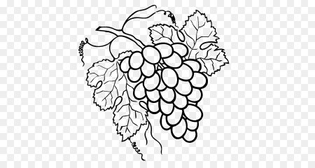 Виноград Векторная Графика