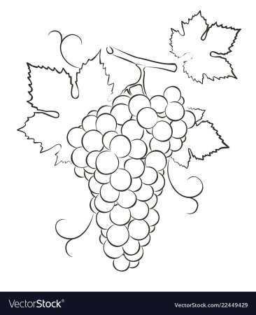 Схематичное изображение винограда